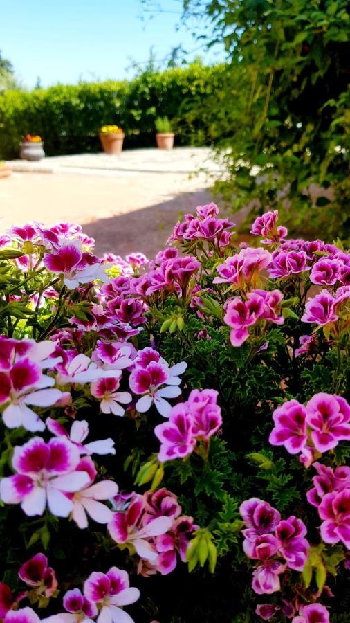Ginevra Casa Vacanze Panzano in Chianti Ngoại thất bức ảnh