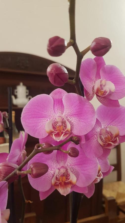 Ginevra Casa Vacanze Panzano in Chianti Ngoại thất bức ảnh